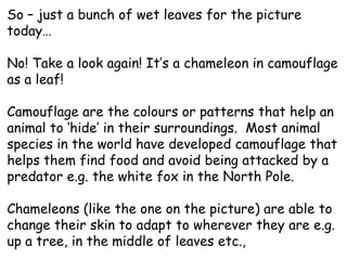 So – just a bunch of wet leaves for the picture
today…

No! Take a look again! It’s a chameleon in camouflage
as a leaf!

Camouflage are the colours or patterns that help an
animal to ‘hide’ in their surroundings. Most animal
species in the world have developed camouflage that
helps them find food and avoid being attacked by a
predator e.g. the white fox in the North Pole.

Chameleons (like the one on the picture) are able to
change their skin to adapt to wherever they are e.g.
up a tree, in the middle of leaves etc.,
 