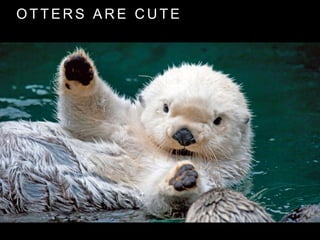 O T T E R S A R E C U T E