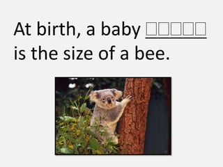 At birth, a baby
is the size of a bee.
 
