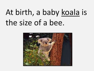 At birth, a baby koala is
the size of a bee.
 