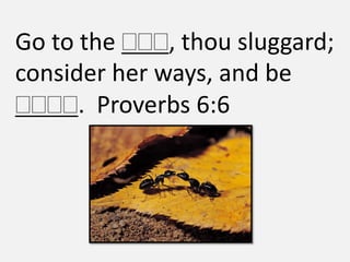 Go to the     , thou sluggard;
consider her ways, and be
      . Proverbs 6:6
 