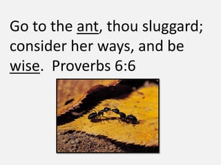 Go to the ant, thou sluggard;
consider her ways, and be
wise. Proverbs 6:6
 