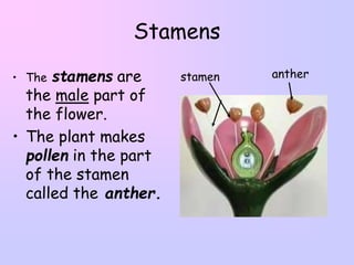 Stamen Example REPRODUCTIVE PARTS OF A FLOWER DAY 6.ppt