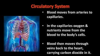 Day 9 - 11 - Human Body Systems - Respiratory and Circulatory Systems.pptx