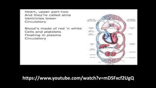 Day 9 - 11 - Human Body Systems - Respiratory and Circulatory Systems.pptx