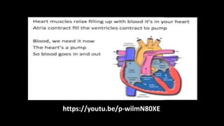 Day 9 - 11 - Human Body Systems - Respiratory and Circulatory Systems.pptx