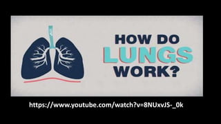 Day 9 - 11 - Human Body Systems - Respiratory and Circulatory Systems.pptx