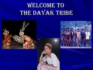 Welcome to
the Dayak tribe
 