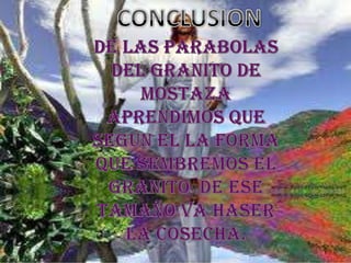 CONCLUSIONDE LAS PARABOLAS DEL GRANITO DE MOSTAZA  APRENDIMOS QUE SEGÚN EL LA FORMA QUE SEMBREMOS EL  GRANITO  DE ESE TAMAÑO VA HASER LA COSECHA.