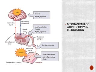 ▪ MECHANISMS OF
ACTION OF PAIN
MEDICATION
 