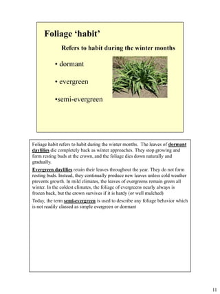 Foliage habit refers to habit during the winter months. The leaves of dormant
daylilies die completely back as winter approaches. They stop growing and
form resting buds at the crown, and the foliage dies down naturally and
gradually.
Evergreen daylilies retain their leaves throughout the year. They do not form
resting buds. Instead, they continually produce new leaves unless cold weather
prevents growth. In mild climates, the leaves of evergreens remain green all
winter. In the coldest climates, the foliage of evergreens nearly always is
frozen back, but the crown survives if it is hardy (or well mulched)
Today, the term semi-evergreen is used to describe any foliage behavior which
is not readily classed as simple evergreen or dormant

11

 