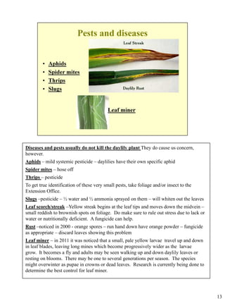 Diseases and pests usually do not kill the daylily plant They do cause us concern,
however.
Aphids – mild systemic pesticide – daylilies have their own specific aphid
Spider mites – hose off
Thrips – pesticide
To get true identification of these very small pests, take foliage and/or insect to the
Extension Office.
Slugs –pesticide – ½ water and ½ ammonia sprayed on them – will whiten out the leaves
Leaf scorch/streak –Yellow streak begins at the leaf tips and moves down the midvein –
small reddish to brownish spots on foliage. Do make sure to rule out stress due to lack or
water or nutritionally deficient. A fungicide can help.
Rust –noticed in 2000 - orange spores – run hand down have orange powder – fungicide
as appropriate – discard leaves showing this problem
Leaf miner – in 2011 it was noticed that a small, pale yellow larvae travel up and down
in leaf blades, leaving long mines which become progressively wider as the larvae
grow. It becomes a fly and adults may be seen walking up and down daylily leaves or
resting on blooms. There may be one to several generations per season. The species
might overwinter as pupae in crowns or dead leaves. Research is currently being done to
determine the best control for leaf miner.

13

 