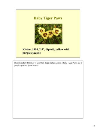 This miniature bloomer is less than three inches across. Baby Tiger Paws has a
purple eyezone. (read notes)

17

 