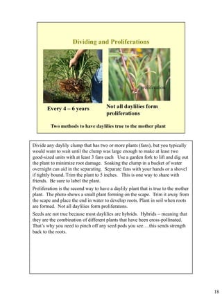 Divide any daylily clump that has two or more plants (fans), but you typically
would want to wait until the clump was large enough to make at least two
good-sized units with at least 3 fans each Use a garden fork to lift and dig out
the plant to minimize root damage. Soaking the clump in a bucket of water
overnight can aid in the separating. Separate fans with your hands or a shovel
if tightly bound. Trim the plant to 5 inches. This is one way to share with
friends. Be sure to label the plant.
Proliferation is the second way to have a daylily plant that is true to the mother
plant. The photo shows a small plant forming on the scape. Trim it away from
the scape and place the end in water to develop roots. Plant in soil when roots
are formed. Not all daylilies form proliferatons.
Seeds are not true because most daylilies are hybrids. Hybrids – meaning that
they are the combination of different plants that have been cross-pollinated.
That’s why you need to pinch off any seed pods you see….this sends strength
back to the roots.

18

 