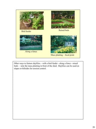 Other ways to feature daylilies – with a bird feeder - along a fence - raised
beds – note the mass planting in front of the shed. Daylilies can be used on
slopes or hillsides for erosion control.

20

 
