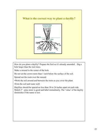 How do you plant a daylily? Prepare the Soil so it’s already amended. Dig a
hole larger than the root mass.
Make a mound in the center of the hole.
Do not set the crown more than 1 inch below the surface of the soil.
Spread out the roots over the mound.
•Work the soil around and between the roots as you cover the plant.
•Firm the soil and water well.
Daylilies should be spaced no less than 18 to 24 inches apart on each side.
Mulch 2” –pine straw is good and label immediately. The ‘value’ of the daylily
diminishes if the name is lost.

22

 