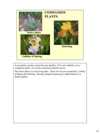 A sun garden can have more than just daylilies. If it’s not a dayliliy, it is a
companion plant! (or say the connoisseur daylily lovers)
The native phlox is a sun loving plant. These two iris are exceptional– Lullaby
of Spring and Jitterbug. Having companion plants give added interest to a
daylily garden.

25

 