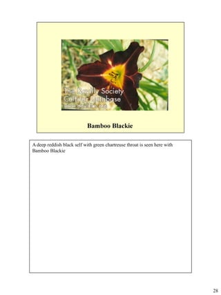 A deep reddish black self with green chartreuse throat is seen here with
Bamboo Blackie

28

 