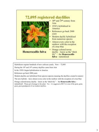 Hybridizers register hundreds of new cultivars yearly. Now – 72,095
During the 18th and 19th century daylilies came from Asia
In the 1930’s began hybridization in America
References go back 2000 years
Modern dayliles are hybridized from species (species meaning the daylilies created in nature)
The new hybrids – have almost every color in the rainbow with the exception of a true blue
Orange colored tawny daylily – know as the “ditch lily” – the Hemerocallis fulva –
naturalized – Please give homage to this plant. Yes – it is aggressive BUT it is one of the great, great,
great, great grandparent of our modern daylilies.

3

 