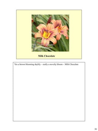 Yes a brown blooming daylily – really a novelty bloom – Milk Chocolate

30

 