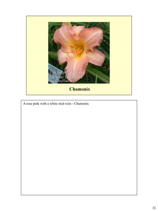 A rose pink with a white mid-vein - Chamonix

31

 