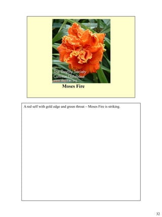 A red self with gold edge and green throat – Moses Fire is striking.

32

 