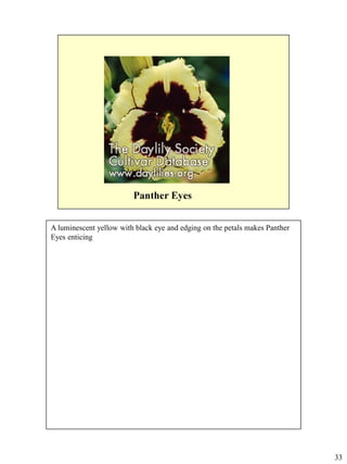 A luminescent yellow with black eye and edging on the petals makes Panther
Eyes enticing

33

 