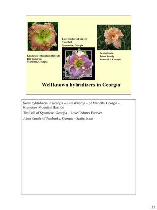 Some hybridizers in Georgia -- Bill Waldrop – of Marietta, Georgia Kennesaw Mountain Hayride
Tim Bell of Sycamore, Georgia – Love Endures Forever
Joiner family of Pembroke, Georgia - Scatterbrain

35

 