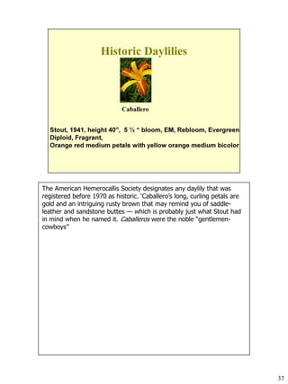 The American Hemerocallis Society designates any daylily that was
registered before 1970 as historic. ‘Caballero’s long, curling petals are
gold and an intriguing rusty brown that may remind you of saddleleather and sandstone buttes — which is probably just what Stout had
in mind when he named it. Caballeros were the noble “gentlemencowboys”

37

 