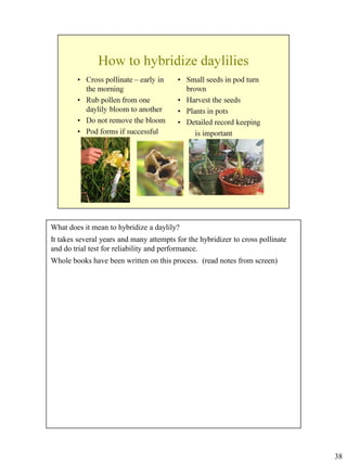 What does it mean to hybridize a daylily?
It takes several years and many attempts for the hybridizer to cross pollinate
and do trial test for reliability and performance.
Whole books have been written on this process. (read notes from screen)

38

 
