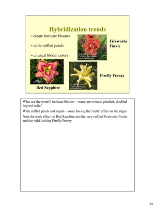 What are the trends? intricate blooms – many are twisted, pinched, doubled
beyond belief
Wide ruffled petals and sepals – some having the ‘teeth’ effect on the edges
Note the teeth effect on Red Sapphire and the very ruffled Fireworks Finale
and the wild looking Firefly Frenzy

39

 
