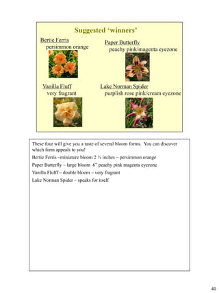 These four will give you a taste of several bloom forms. You can discover
which form appeals to you!
Bertie Ferris –miniature bloom 2 ½ inches – persimmon orange
Paper Butterfly – large bloom 6” peachy pink magenta eyezone
Vanilla Flulff – double bloom – very fragrant
Lake Norman Spider – speaks for itself

40

 