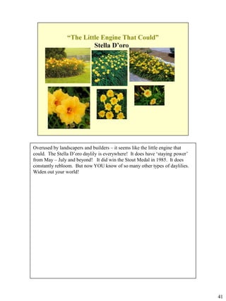 Overused by landscapers and builders – it seems like the little engine that
could. The Stella D’oro daylily is everywhere! It does have ‘staying power’
from May – July and beyond! It did win the Stout Medal in 1985. It does
constantly rebloom. But now YOU know of so many other types of daylilies.
Widen out your world!

41

 