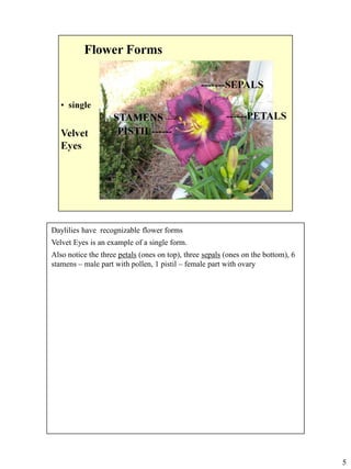 Daylilies have recognizable flower forms
Velvet Eyes is an example of a single form.

Also notice the three petals (ones on top), three sepals (ones on the bottom), 6
stamens – male part with pollen, 1 pistil – female part with ovary

5

 
