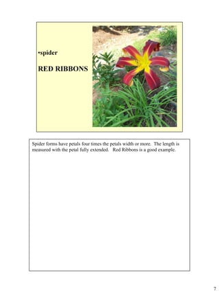 Spider forms have petals four times the petals width or more. The length is
measured with the petal fully extended. Red Ribbons is a good example.

7

 