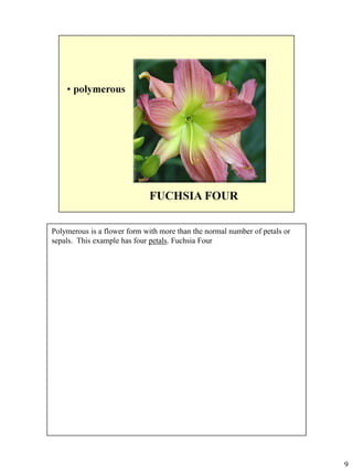 Polymerous is a flower form with more than the normal number of petals or
sepals. This example has four petals. Fuchsia Four

9

 