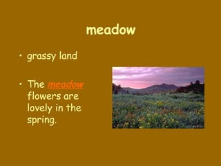 meadow grassy land The  meadow  flowers are lovely in the spring. 