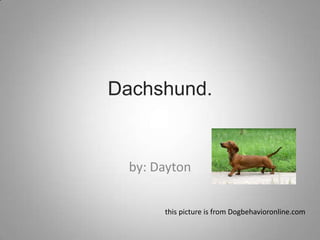 Dachshund.
by: Dayton
this picture is from Dogbehavioronline.com
 