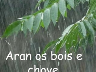 Aran os bois e
 