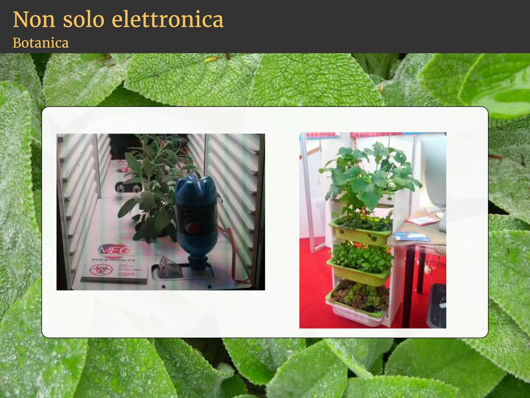 Non solo elettronica 
Botanica 
 