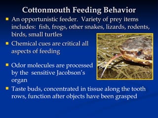 feeder frogs for snakes