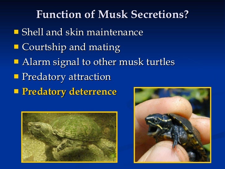 The predator deterrent effects of musk gland secretions from the comm…
