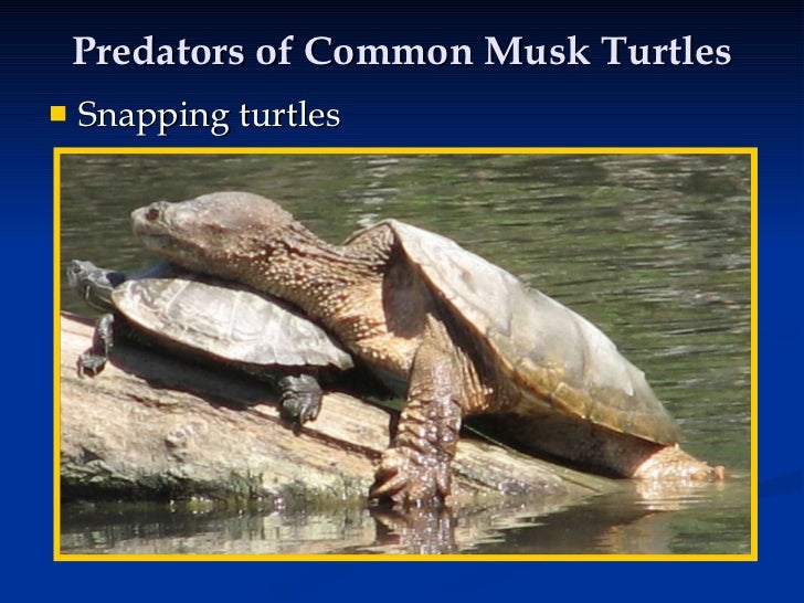 Common Snapping Turtle Predators – MOJQI