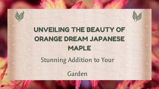 UNVEILING THE BEAUTY OF
ORANGE DREAM JAPANESE
MAPLE
Stunning Addition to Your
Garden
 
