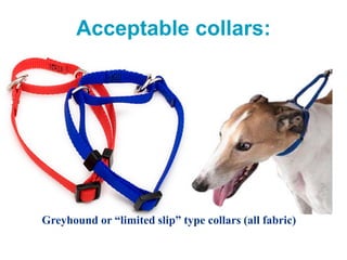 Acceptable collars:
Greyhound or “limited slip” type collars (all fabric)
 