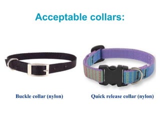 Acceptable collars:
Buckle collar (nylon) Quick release collar (nylon)
 
