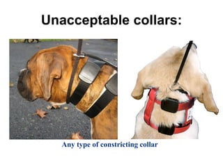 Unacceptable collars:
Any type of constricting collar
 