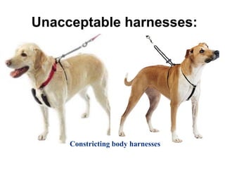 Unacceptable harnesses:
Constricting body harnesses
 