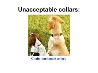 Unacceptable collars:
Chain martingale collars
 