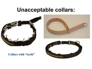 Unacceptable collars:
Collars with “teeth”
 